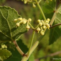 Cissus vitiginea L.